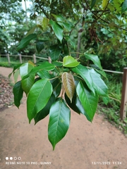 Macaranga conifera