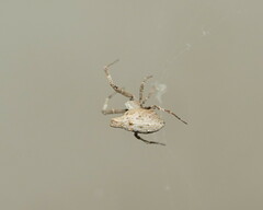 Philoponella congregabilis