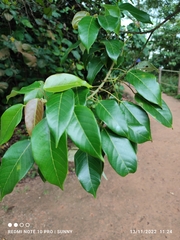 Macaranga conifera