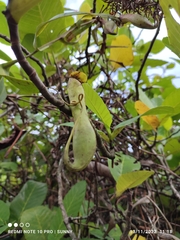 Nepenthes gracilis