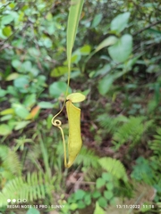 Nepenthes gracilis