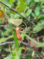 Nepenthes gracilis