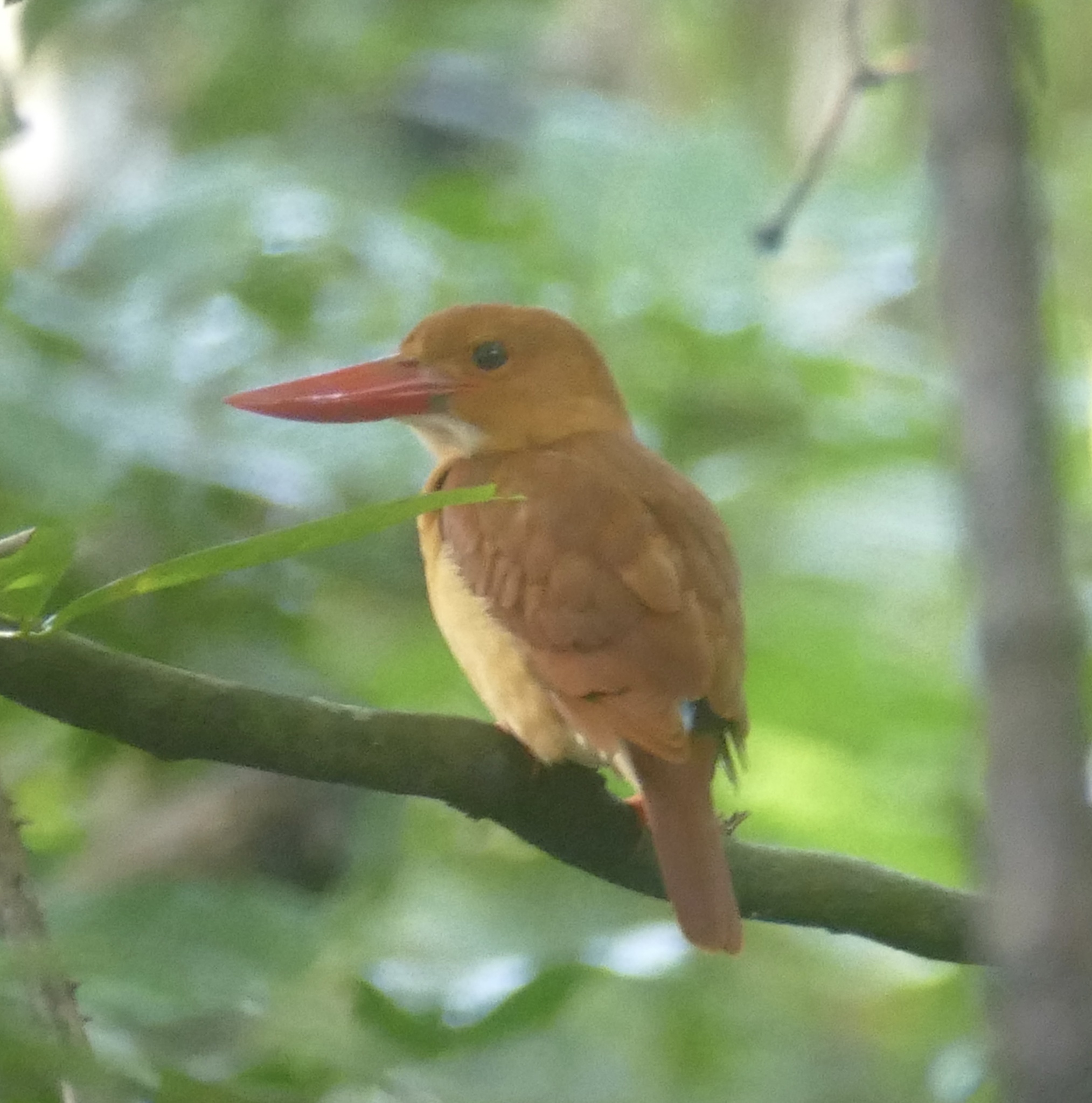 Ruddy Kingfisher