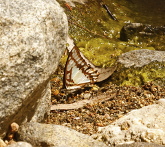 Graphium eurypylus