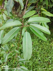 Ficus caulocarpa
