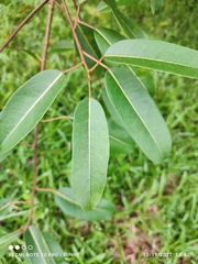 Ficus caulocarpa