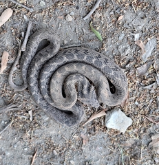 Dasypeltis scabra