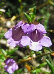 Prostanthera scutellarioides
