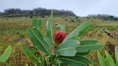 Protea caffra caffra