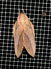 Adeloneivaia subangulata