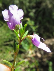 Prostanthera scutellarioides
