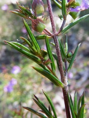 Prostanthera scutellarioides