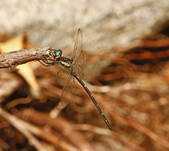 Eusynthemis nigra
