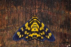 Dysphania bivexillata
