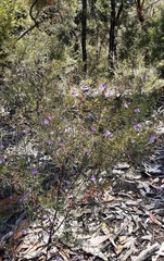 Prostanthera scutellarioides