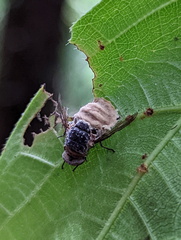Entomophthora