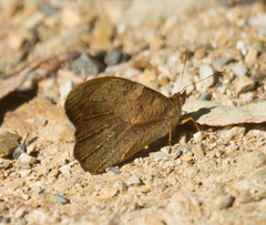 Heteronympha mirifica