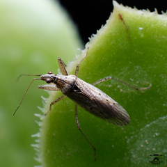 Nabis capsiformis