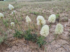 Ptilotus macrocephalus