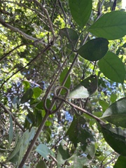 Loeseneriella barbata