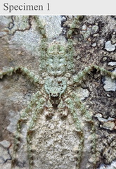 Pandercetes gracilis