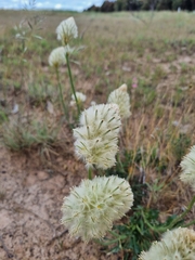 Ptilotus macrocephalus