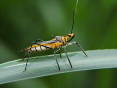 Repipta fuscipes