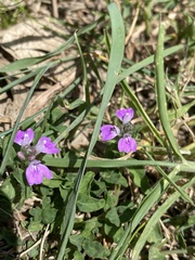 Rostellularia obtusa