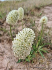 Ptilotus macrocephalus