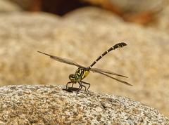 Hemigomphus heteroclytus