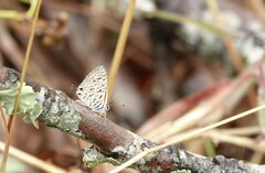 Leptotes pirithous