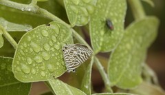 Leptotes pirithous