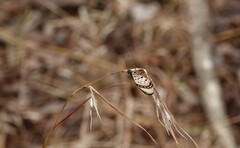 Acraea caldarena