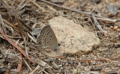 Euchrysops subpallida