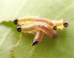 Tenthredinoidea