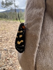 Phalaenoides tristifica