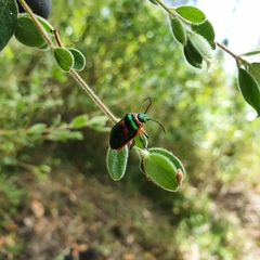 Scutiphora pedicellata