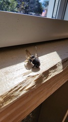 Xylocopa tabaniformis parkinsoniae