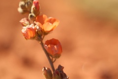 Sphaeralcea ambigua