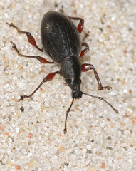 Otiorhynchus coecus