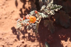 Sphaeralcea ambigua