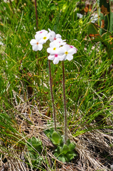 Androsace chamaejasme