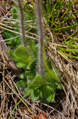 Androsace chamaejasme