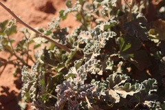 Sphaeralcea ambigua