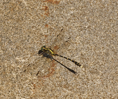 Hemigomphus heteroclytus