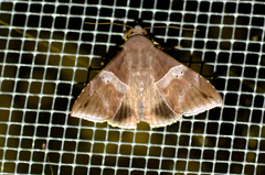 Ophisma tropicalis