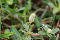 Gomphrena celosioides