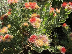 Leucospermum oleifolium