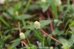 Gomphrena celosioides