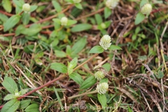 Gomphrena celosioides